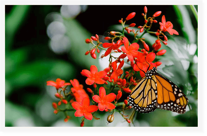 Butterfly on a flower at the Erie Zoo and Botanical Gardens